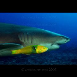 Moorea, French Polynesia. Wrasse and Lemon Shark skating ... by Christopher Ward 